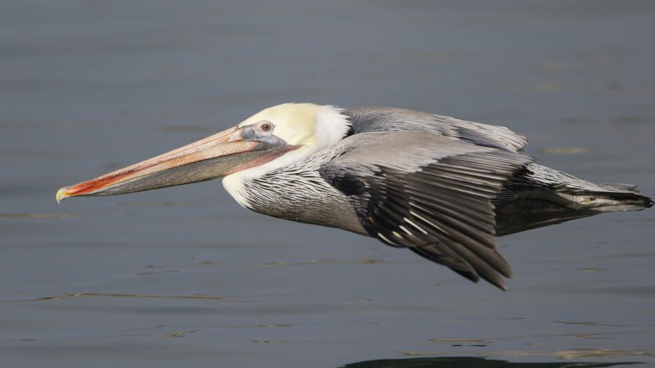 Pelicano Marrom.   - Equador