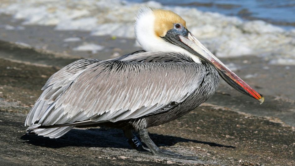 Pelicano Marrom.   - Equador