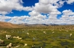 Reserva Nacional de Ulla Ulla.  La Paz - BOLIVIA