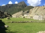 Machu Pichu. Peru.  Machu Picchu - PERU