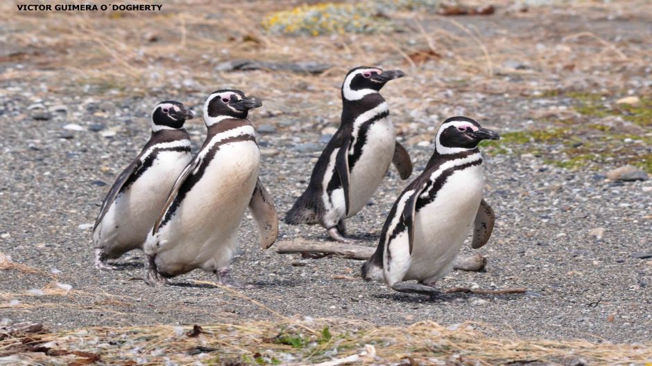 Pingüim de Magalhães, Guia de Fauna. RutaChile.   - PERU