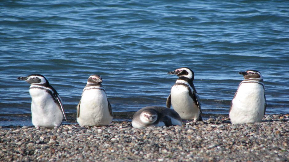 Pingüim de Magalhães, Guia de Fauna. RutaChile.   - CHILE