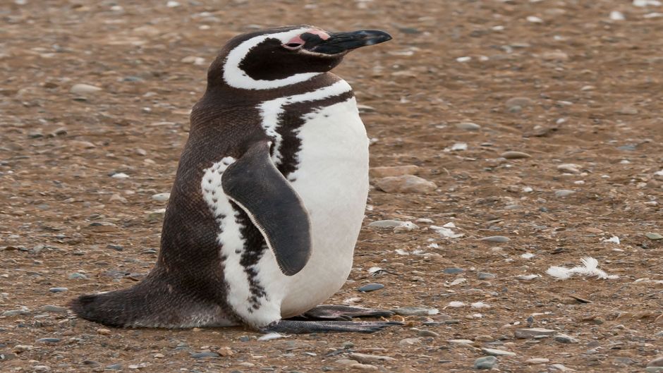 Pingüim de Magalhães, Guia de Fauna. RutaChile.   - BRASIL