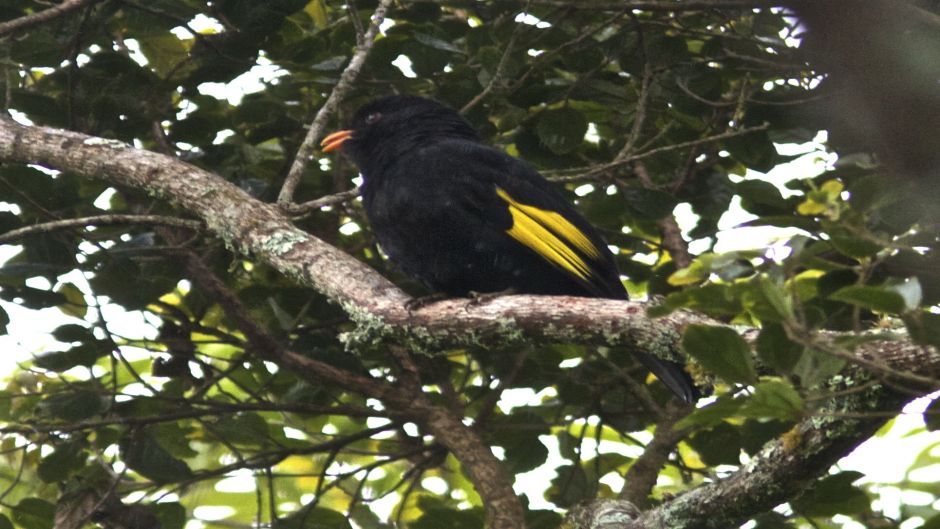 Preto Cotinga (Tijuca atra) é uma espécie de ave da família Cotingi.   - BRASIL