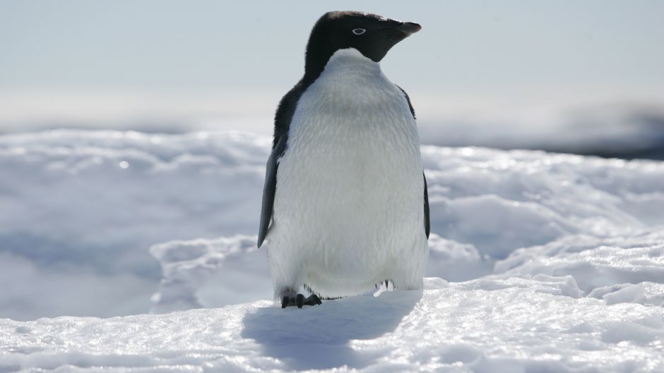 Pinguim Adelaide, Guia de Fauna. RutaChile.   - 