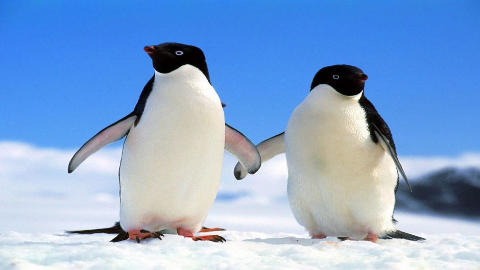 Pinguim Adelaide, Guia de Fauna. RutaChile.   - ARGENTINA