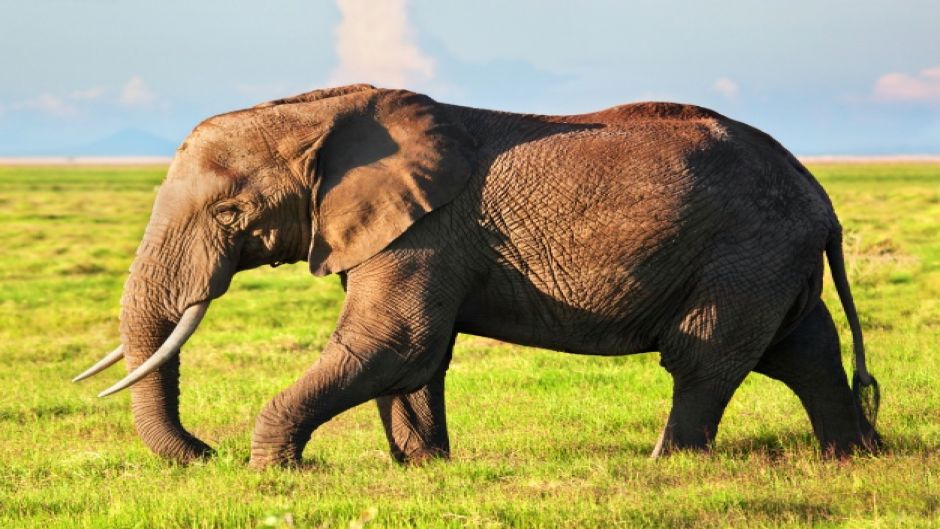 Elefante africano, Guia de Fauna. RutaChile.   - frica do Sul