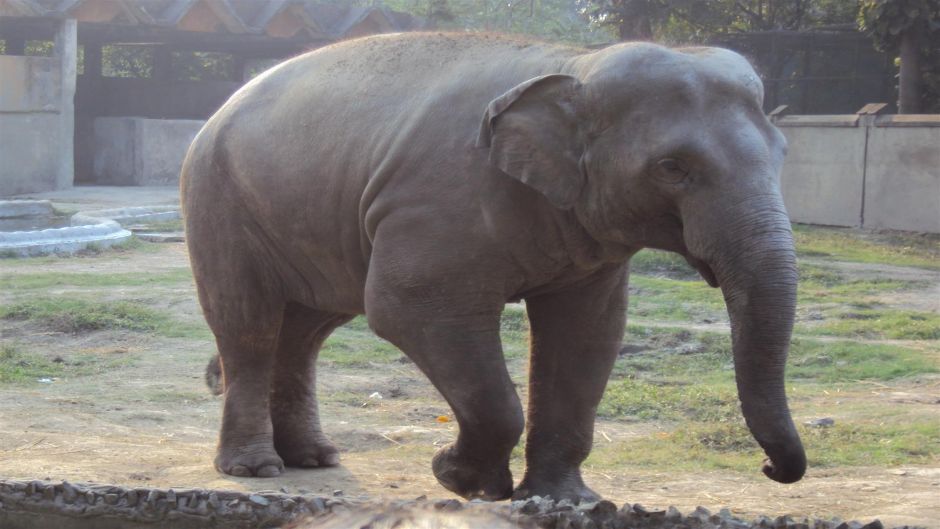 Elefante africano, Guia de Fauna. RutaChile.   - frica do Sul