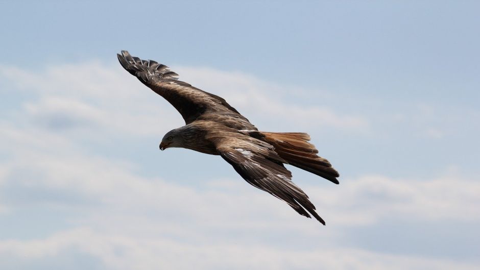Eagle, guia de aves..   - Uruguai