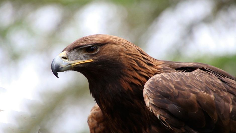 Eagle, guia de aves..   - Uruguai
