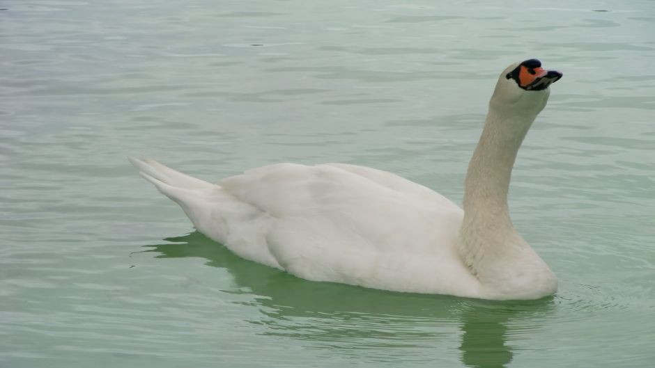 Cisne  Coscoroba, Guia de Fauna. RutaChile.   - ARGENTINA