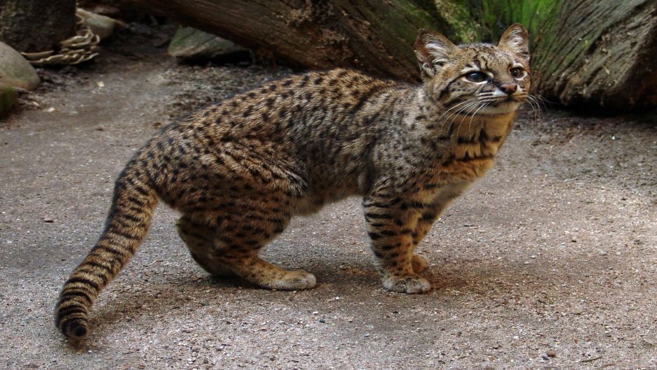 Sul-americana Wildcat, Guia de Fauna. RutaChile.   - Bolvia