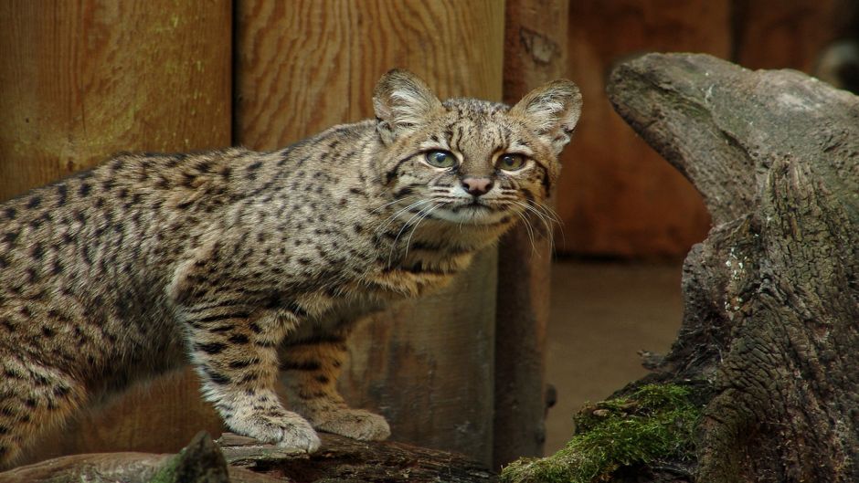 Sul-americana Wildcat, Guia de Fauna. RutaChile.   - PARAGUAI