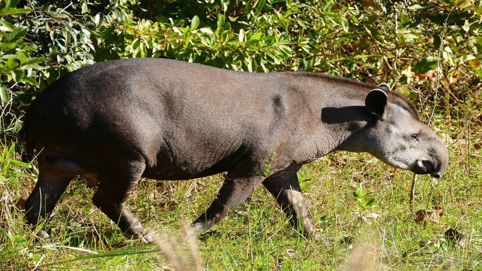 Tapir, Guia de Fauna. RutaChile.   - Equador