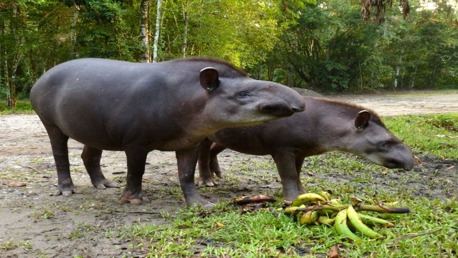 Tapir, Guia de Fauna. RutaChile.   - Colmbia