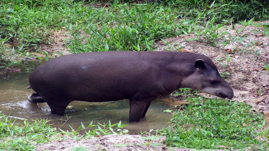 Tapir, Guia de Fauna. RutaChile.   - PARAGUAI
