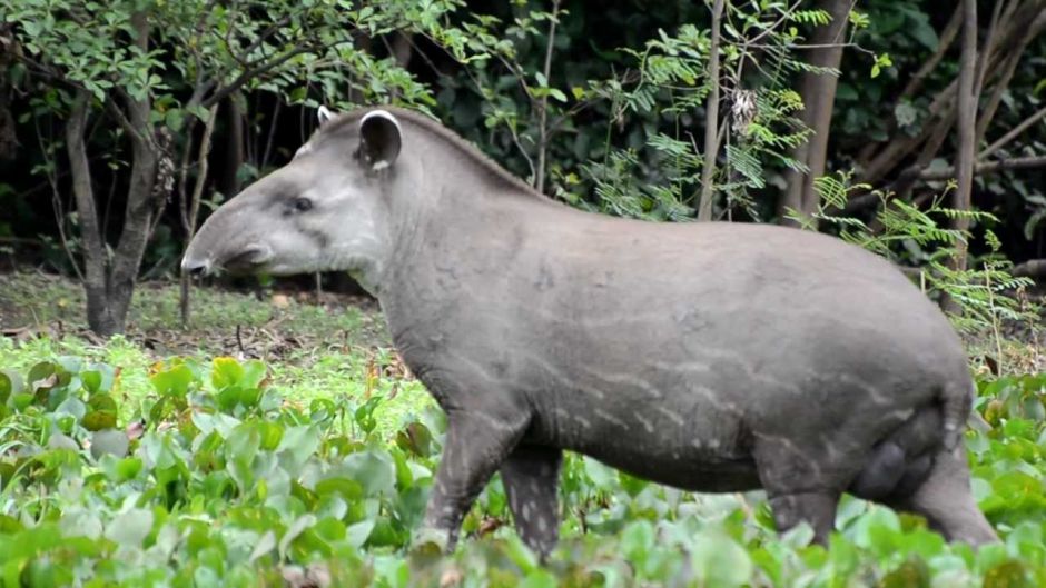 Tapir, Guia de Fauna. RutaChile.   - ARGENTINA