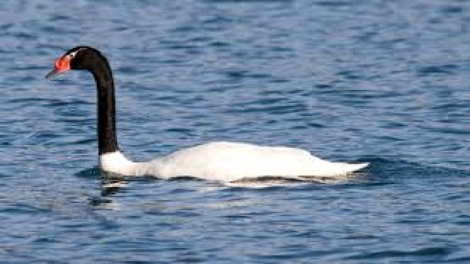 Cisne de pescoço preto, Guia de Fauna. RutaChile.   - Bolvia