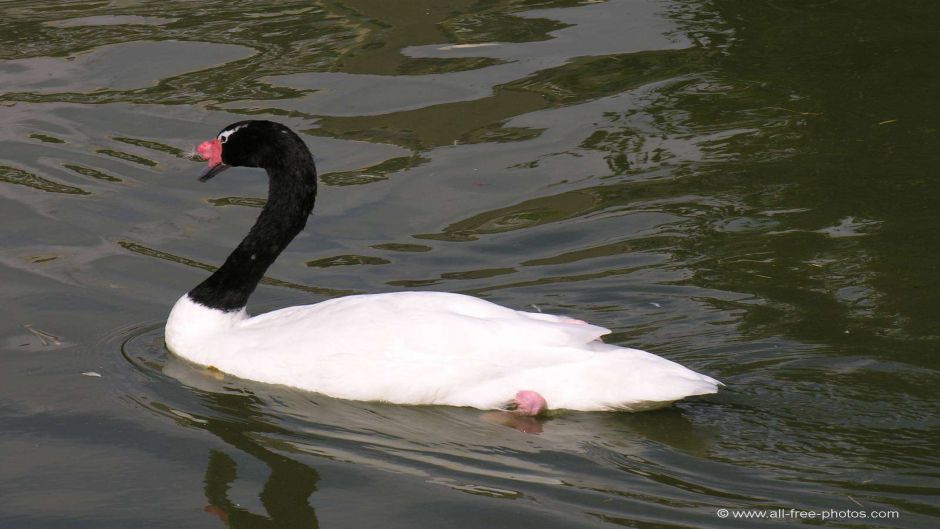 Cisne de pescoço preto, Guia de Fauna. RutaChile.   - BRASIL