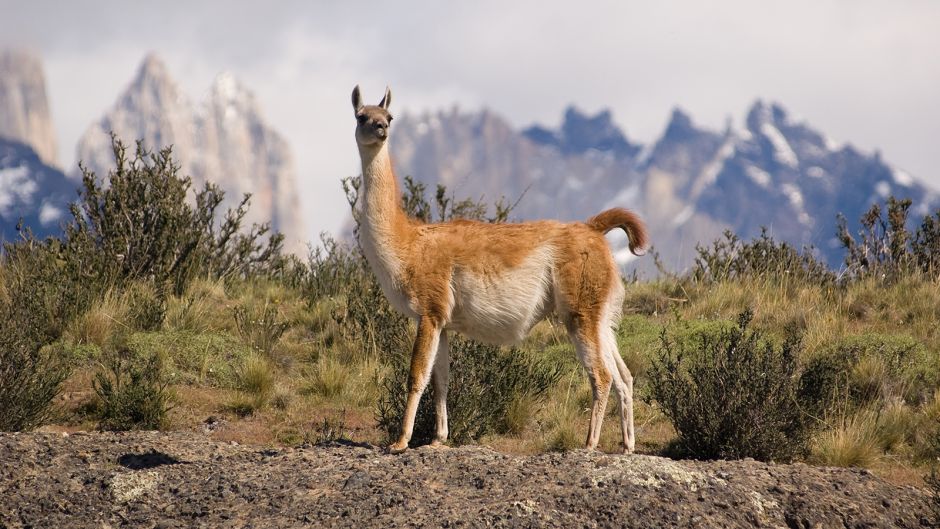 Guanaco, Guia de Fauna. RutaChile