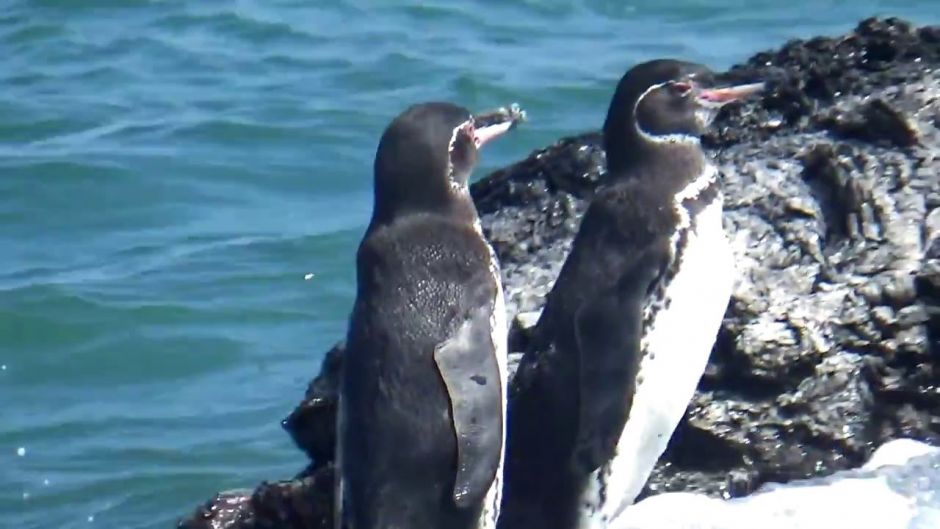 Pinguim das Galápagos, Guia de Fauna. RutaChile.   - Equador