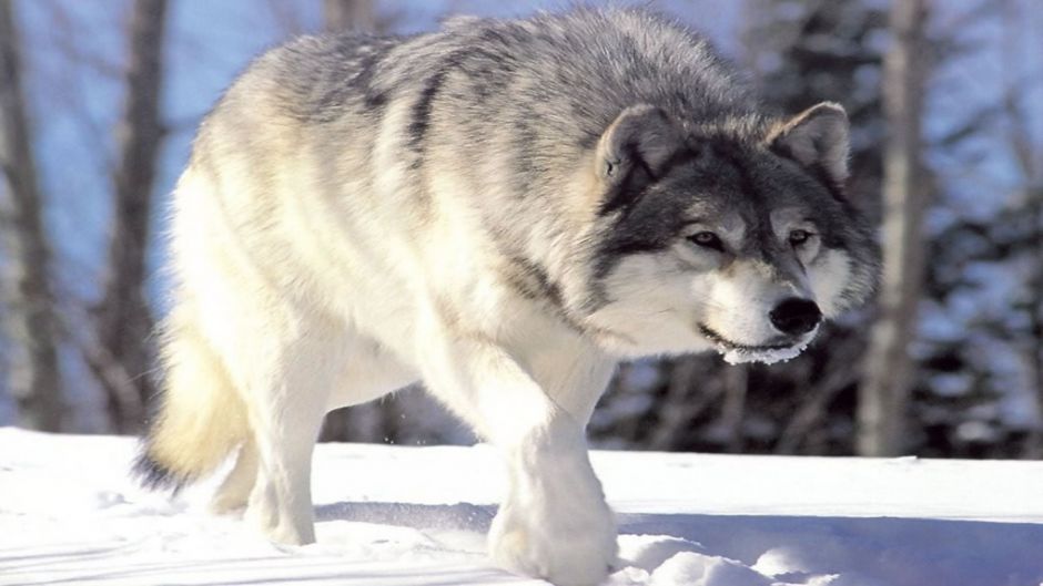 Lobo ártico.   - CANAD