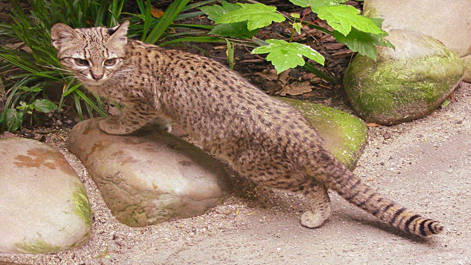 Sul-americana Wildcat, Guia de Fauna. RutaChile.   - Uruguai