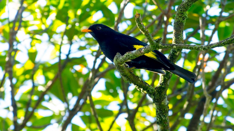 Preto Cotinga (Tijuca atra) é uma espécie de ave da família Cotingi.   - BRASIL