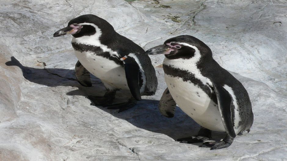 Humboldt pinguim tem a cabeça preta e pescoço para trás. Anterior b.   - Equador