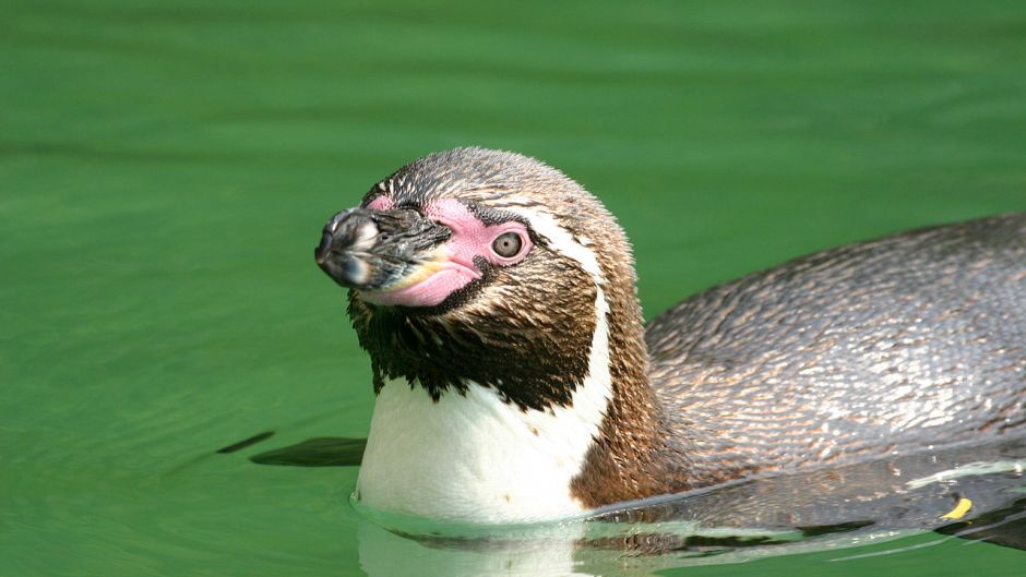 Humboldt pinguim tem a cabeça preta e pescoço para trás. Anterior b.   - Colmbia