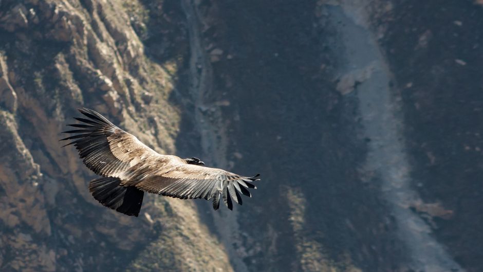 Condor, Guia de Fauna. RutaChile.   - Colmbia