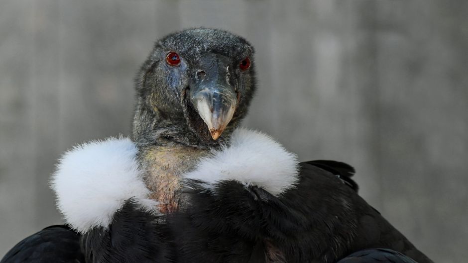 Condor, Guia de Fauna. RutaChile.   - Colmbia