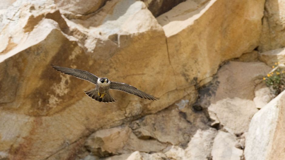 Austral Falcão-peregrino, Guia de Fauna. RutaChile.   - Bolvia