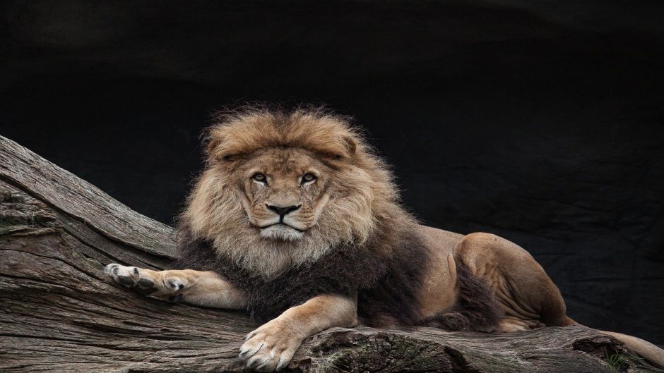 Leão, Guia de Fauna. RutaChile.   - Congo