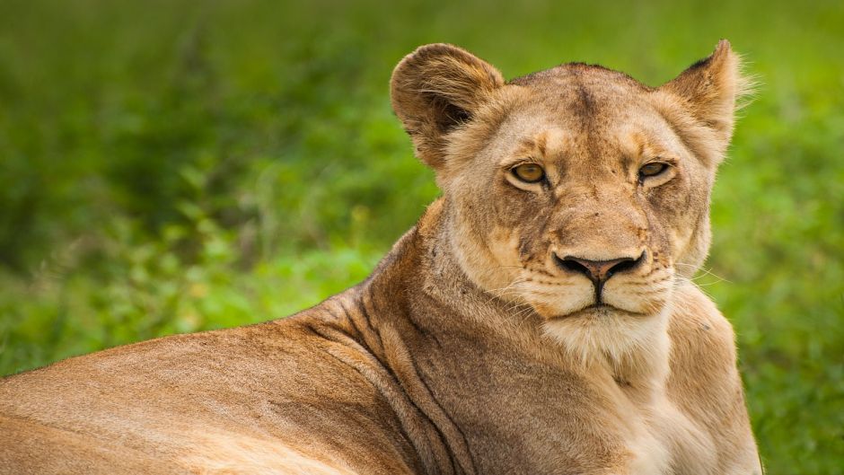 Leão, Guia de Fauna. RutaChile.   - Congo