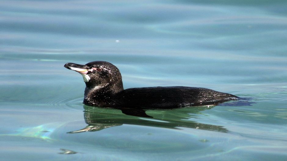 Pinguim das Galápagos, Guia de Fauna. RutaChile.   - Equador