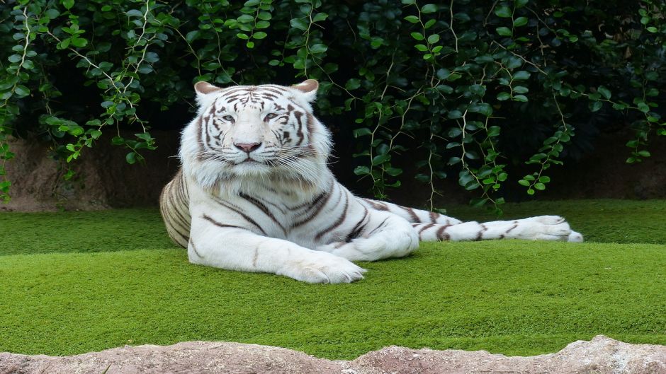 Tigre branco.   - 