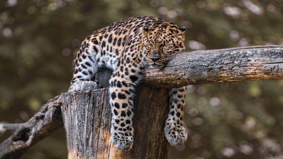 Jaguar.   - Colmbia