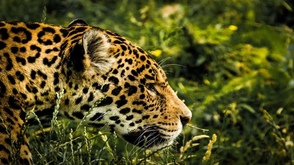 Jaguar.   - GUATEMALA