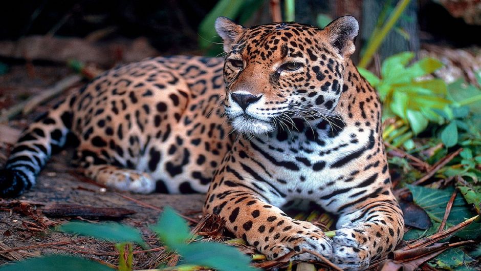 Jaguar.   - PANAM