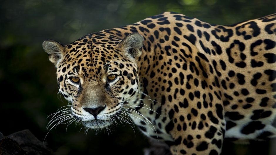 Jaguar.   - Equador