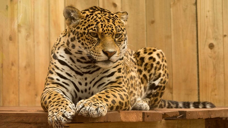 Jaguar.   - GUATEMALA