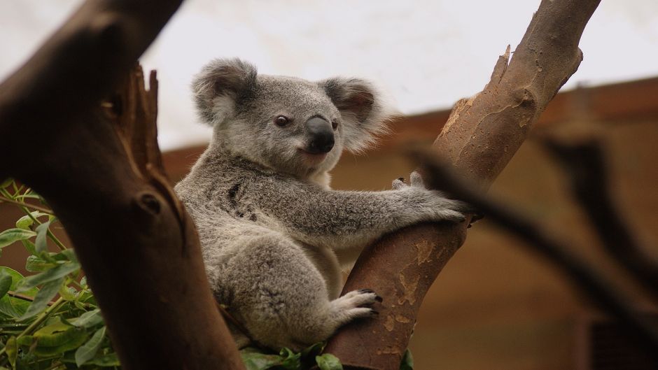 Koala.   - Austrlia