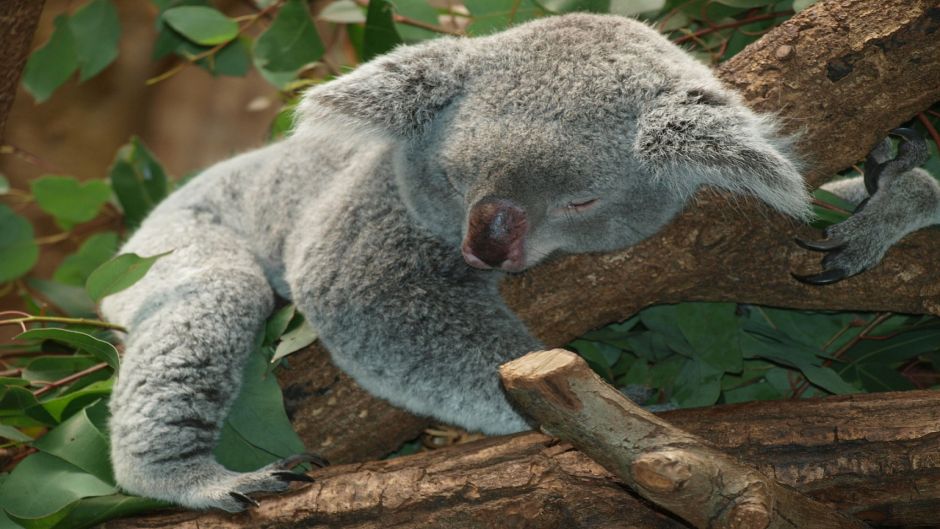 Koala.   - Austrlia
