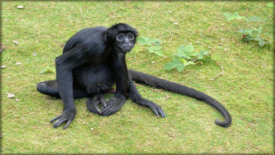 G1 - Macaco-aranha-de-cara-preta - notícias em Fauna
