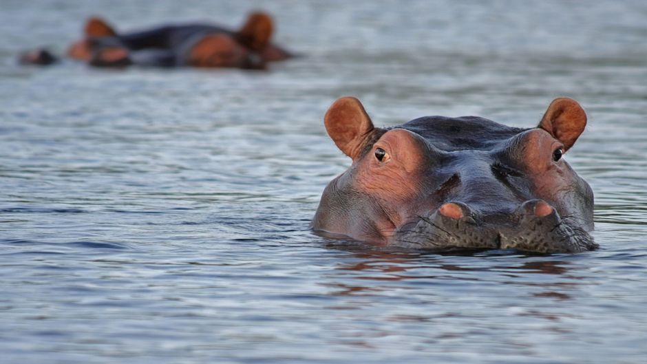 Hipopótamo.   - frica do Sul