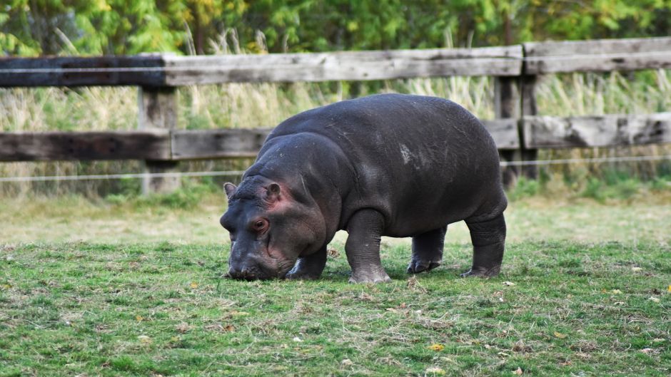 Hipopótamo-pigmeu.   - frica do Sul