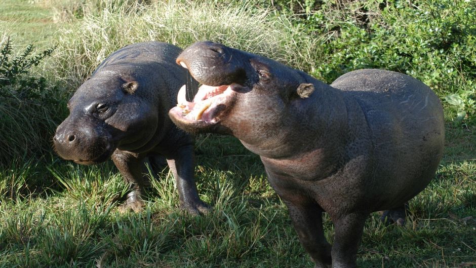 Hipopótamo-pigmeu.   - frica do Sul