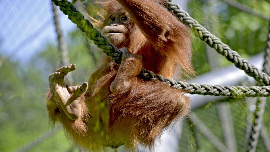 Orangotango de Bornean.   - 