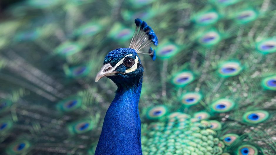 Peacock.   - 